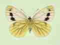 Pieris napi female (aberrant form interjuncta, verso) (Internet Image property of respective owner, non-commercial use only)